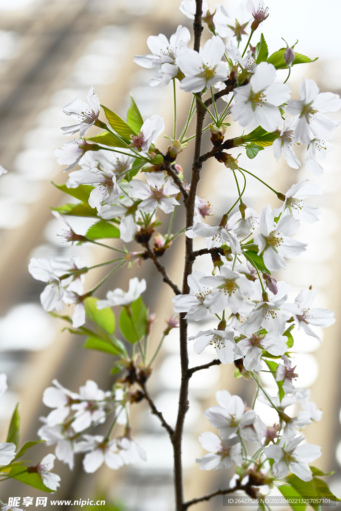  春花