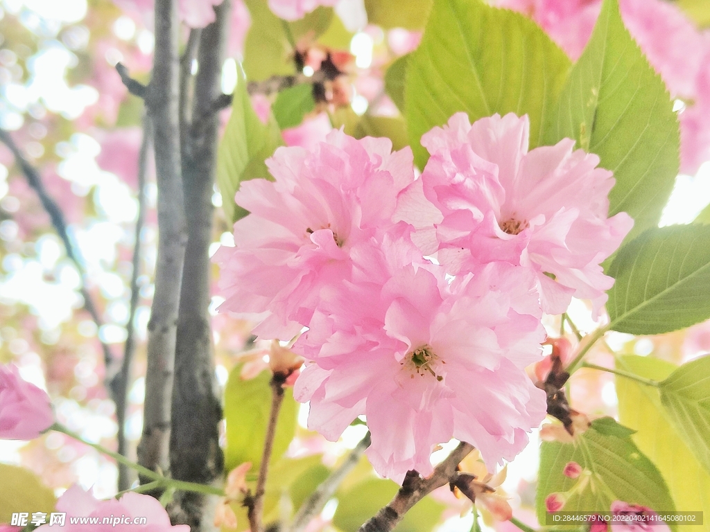 观赏樱花