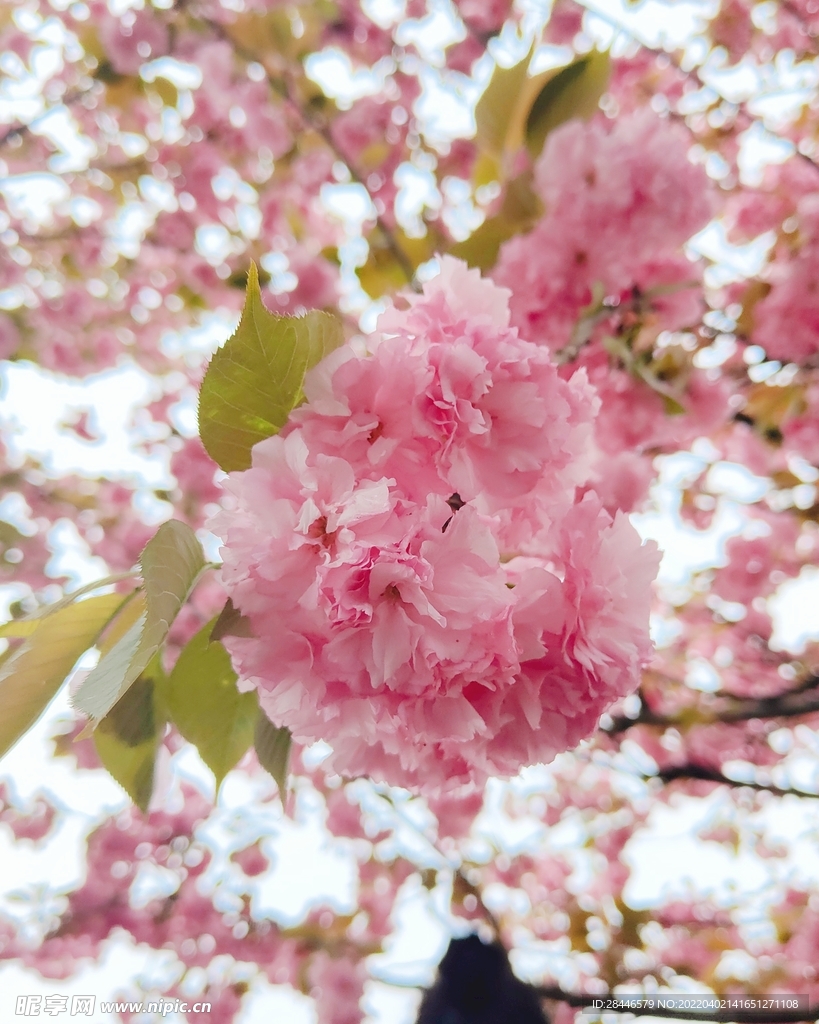 观赏樱花