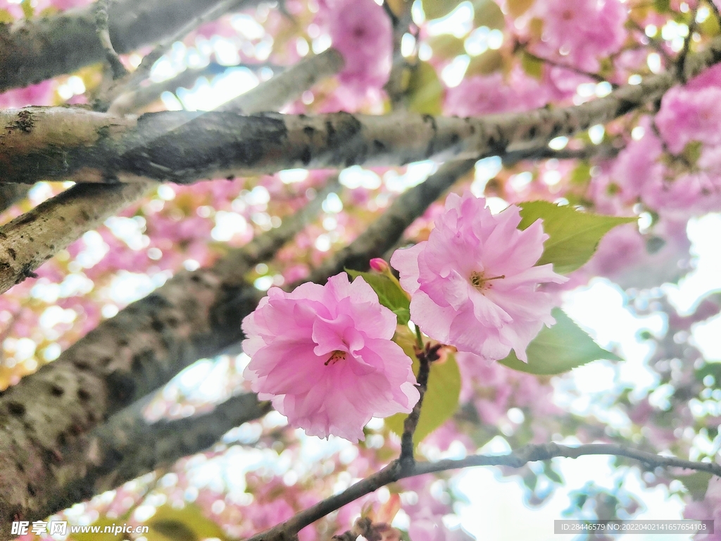 观赏樱花