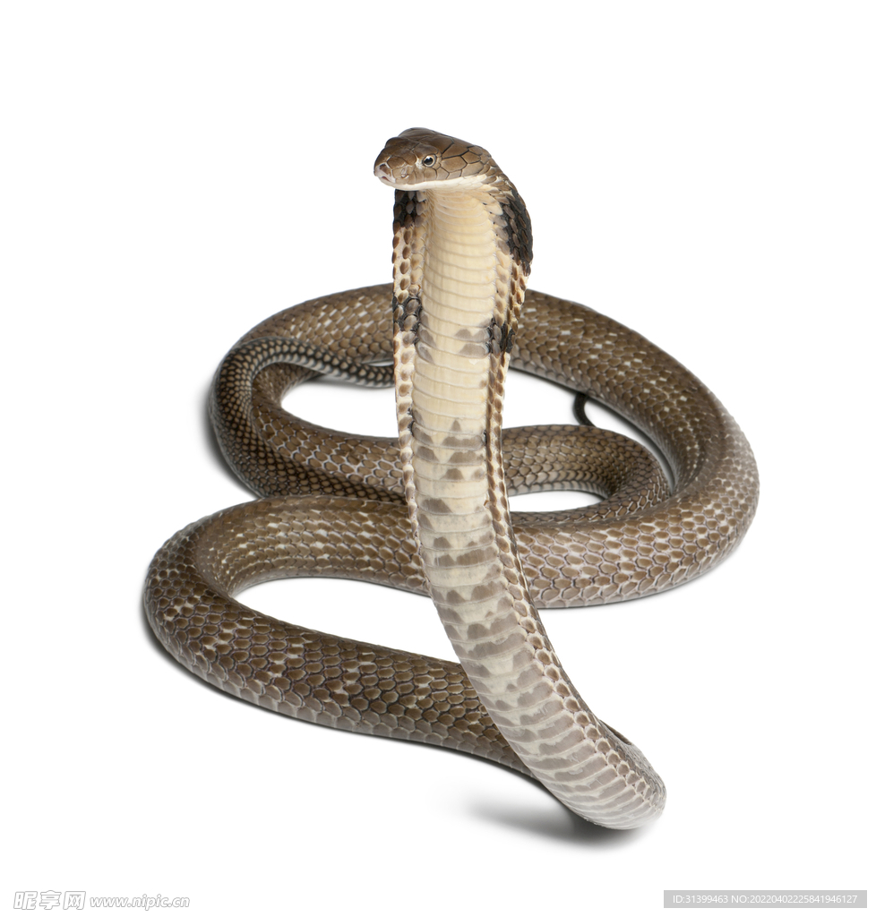 蛇              