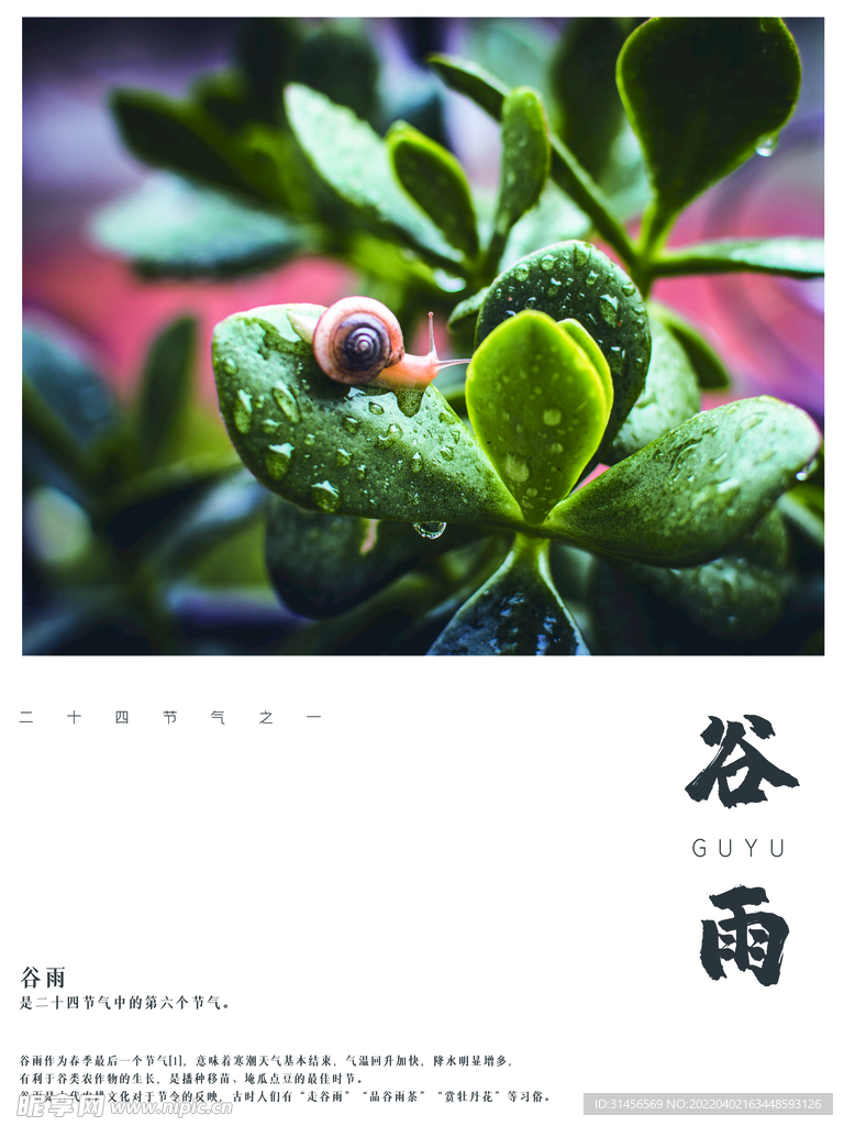 谷雨