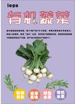 白萝卜海报