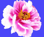 玫瑰花