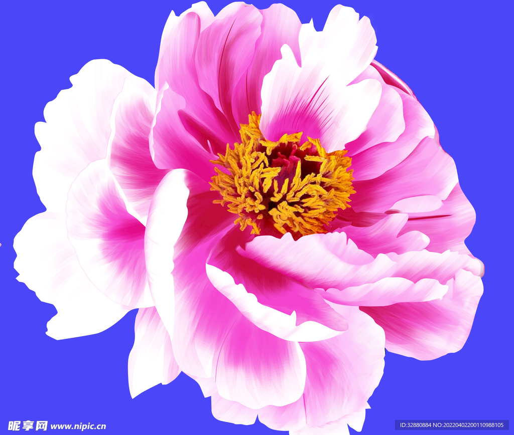 玫瑰花