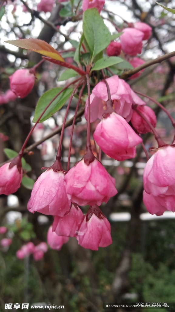 花蕾