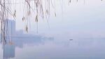 晨雾