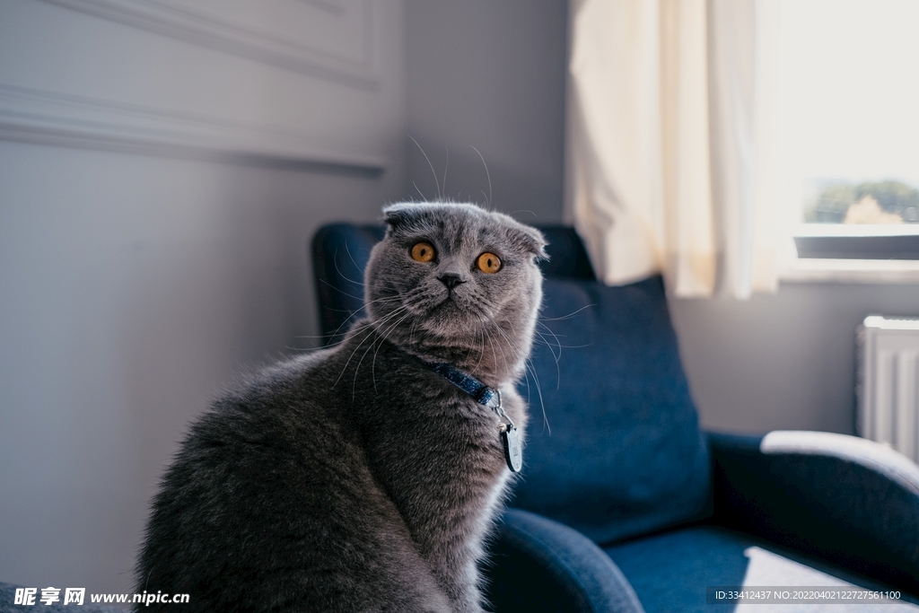 猫