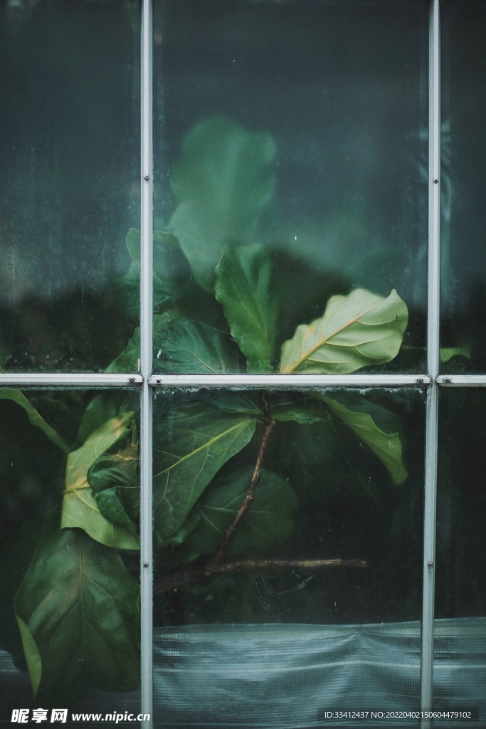 植物