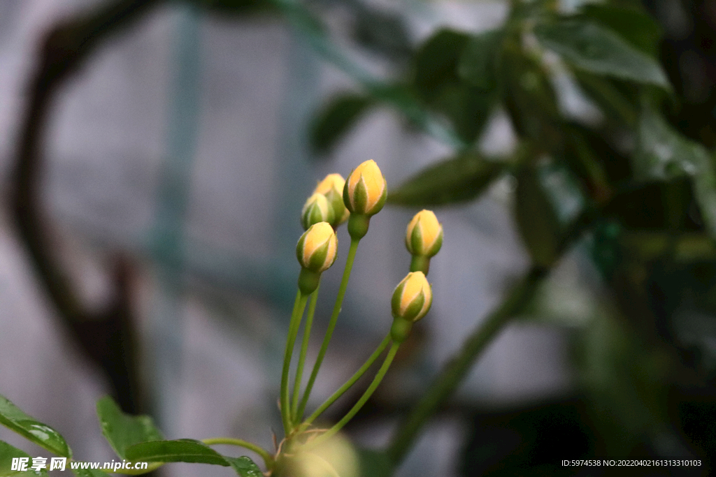 黄木香花苞