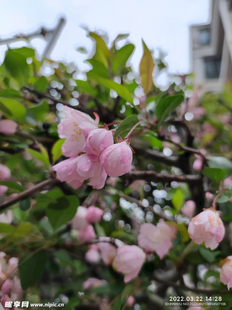 樱花