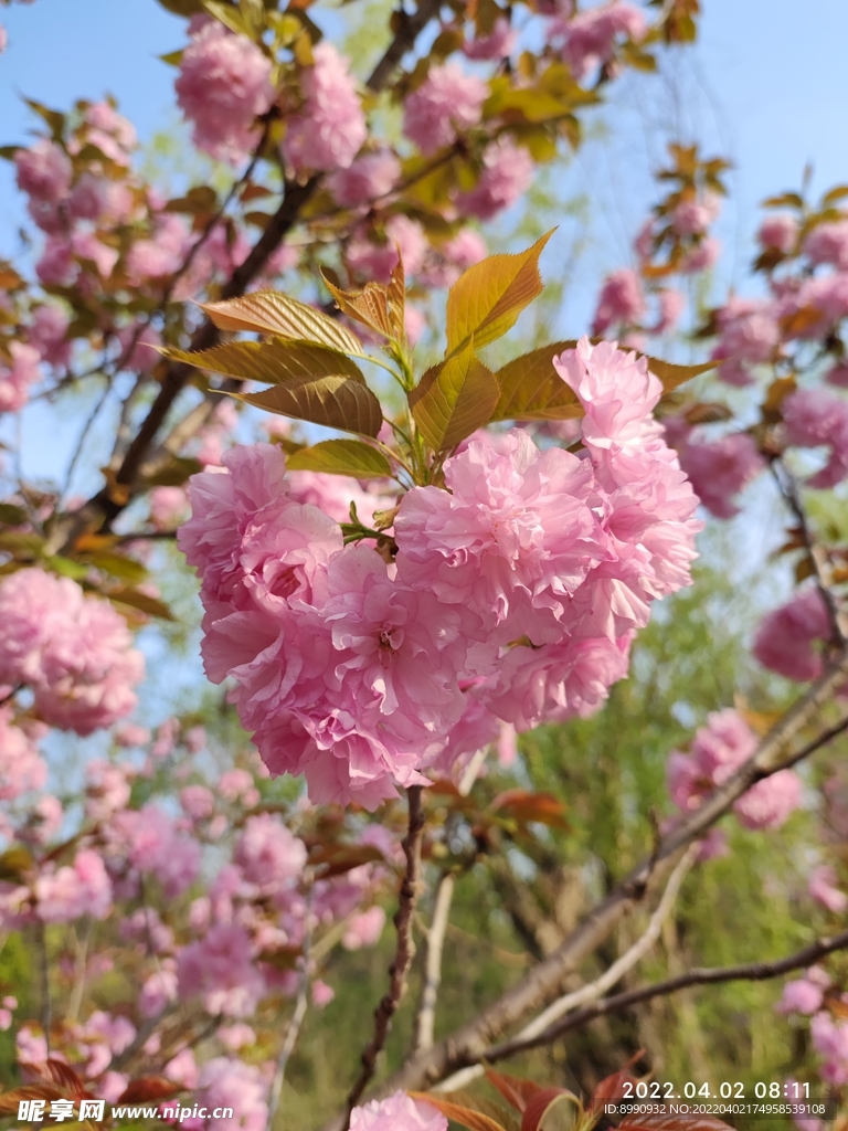 樱花