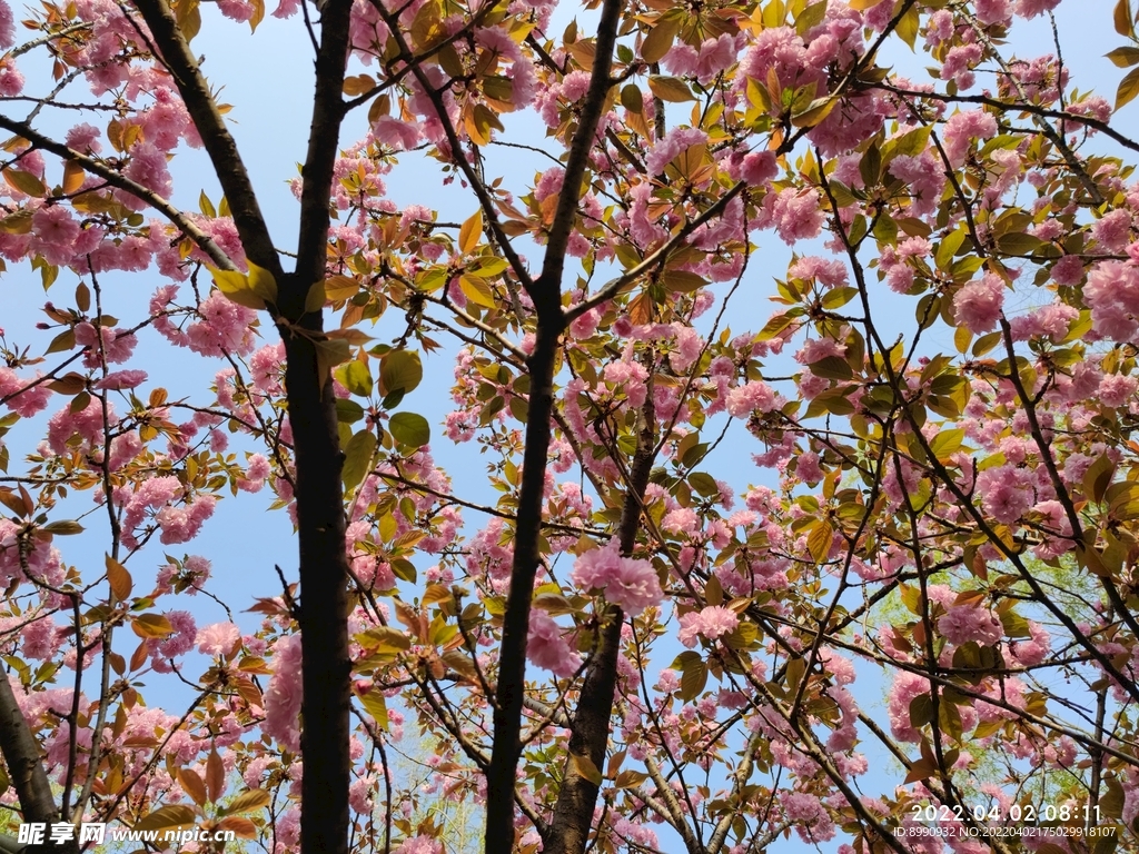 樱花 