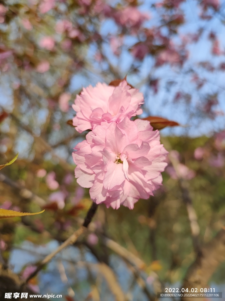 樱花