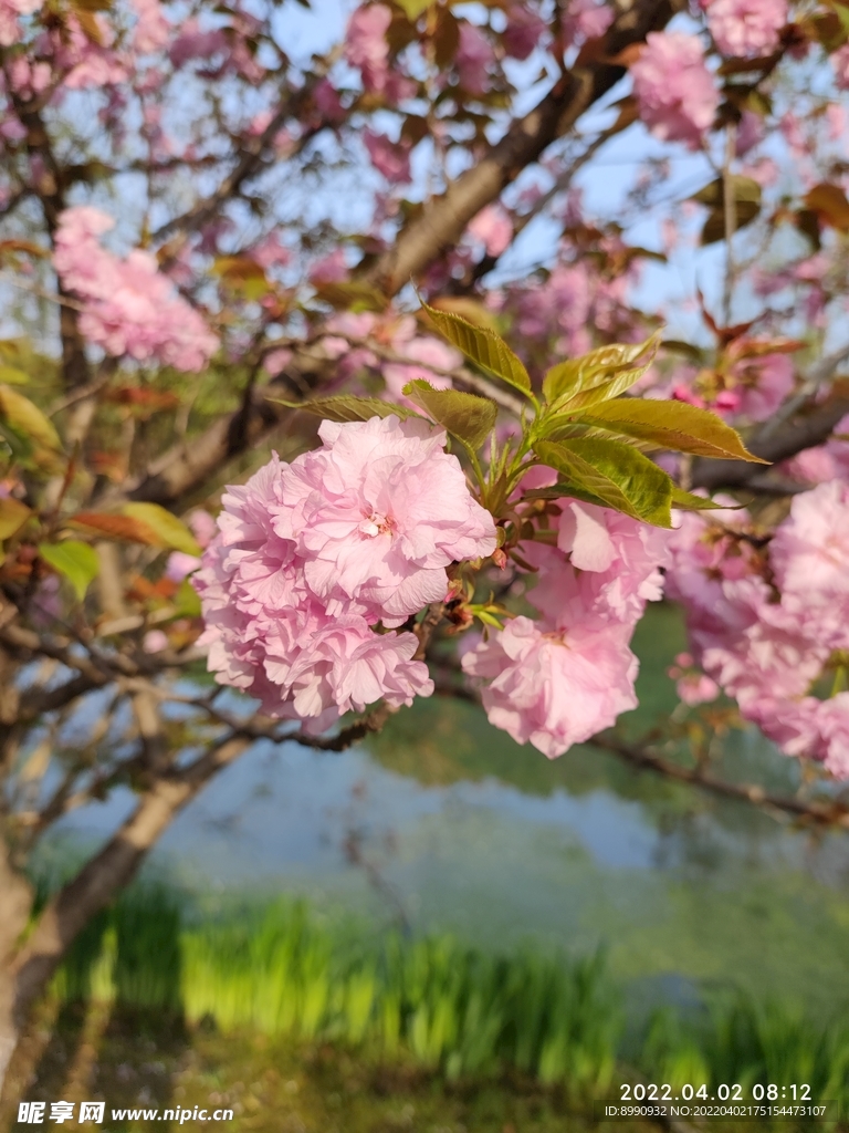 樱花