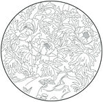 牡丹