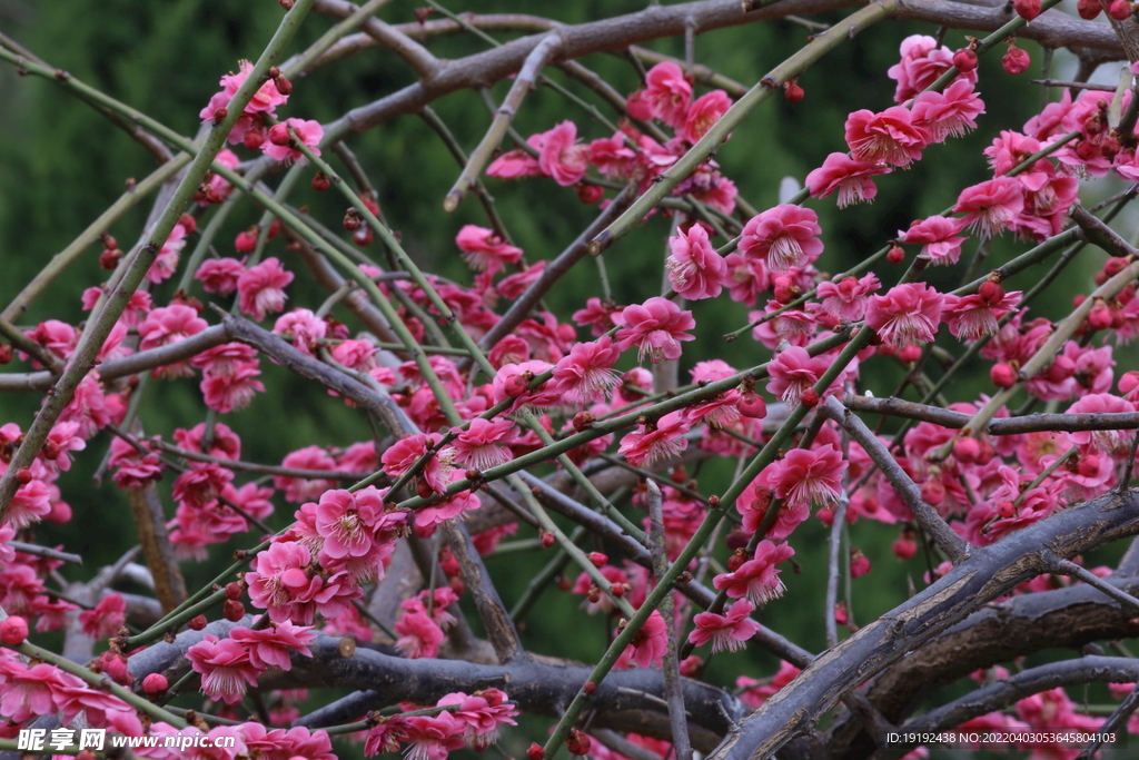 梅花 