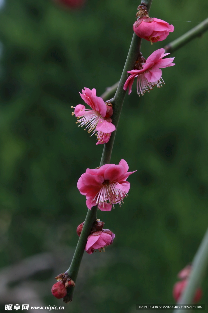 梅花 