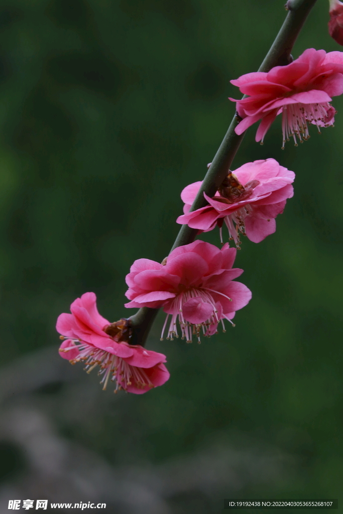梅花 