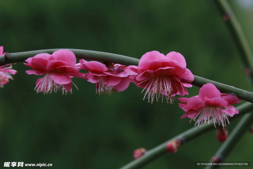 梅花 