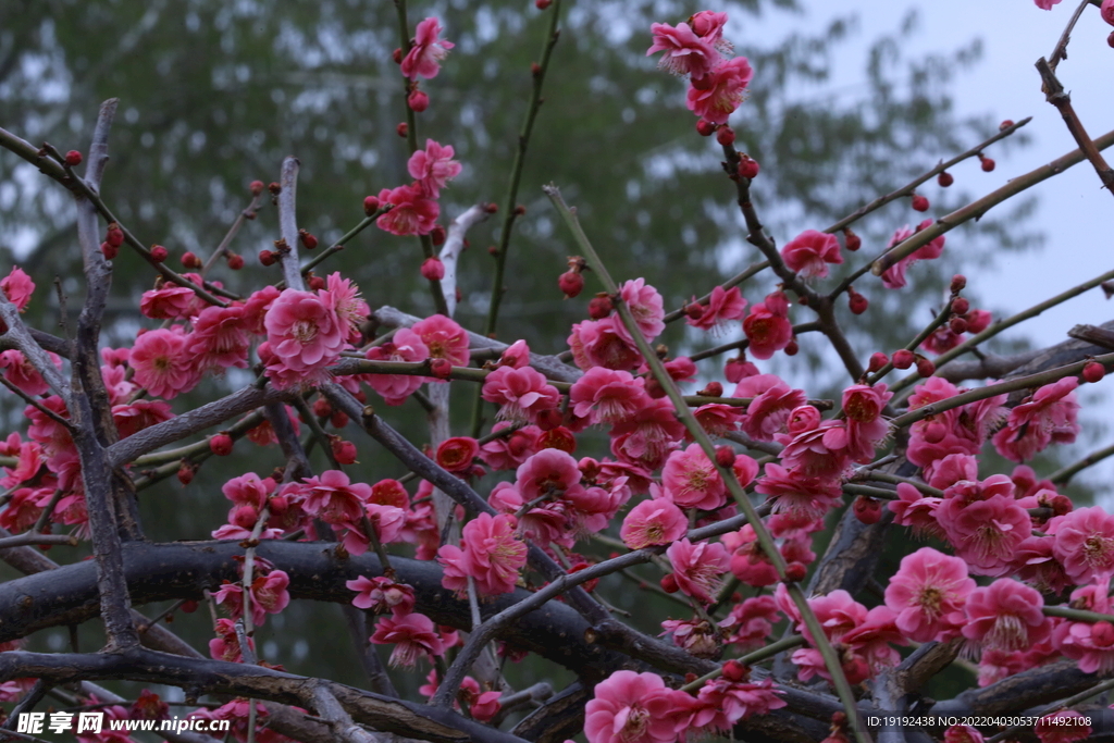 梅花