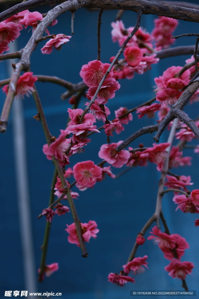 梅花