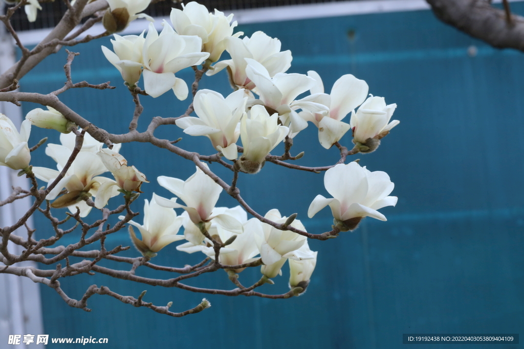 玉兰花