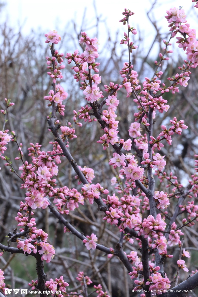 桃花