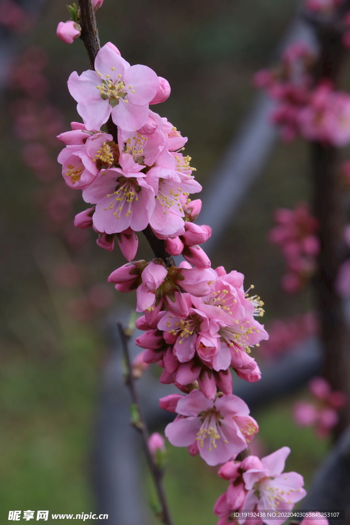 桃花 