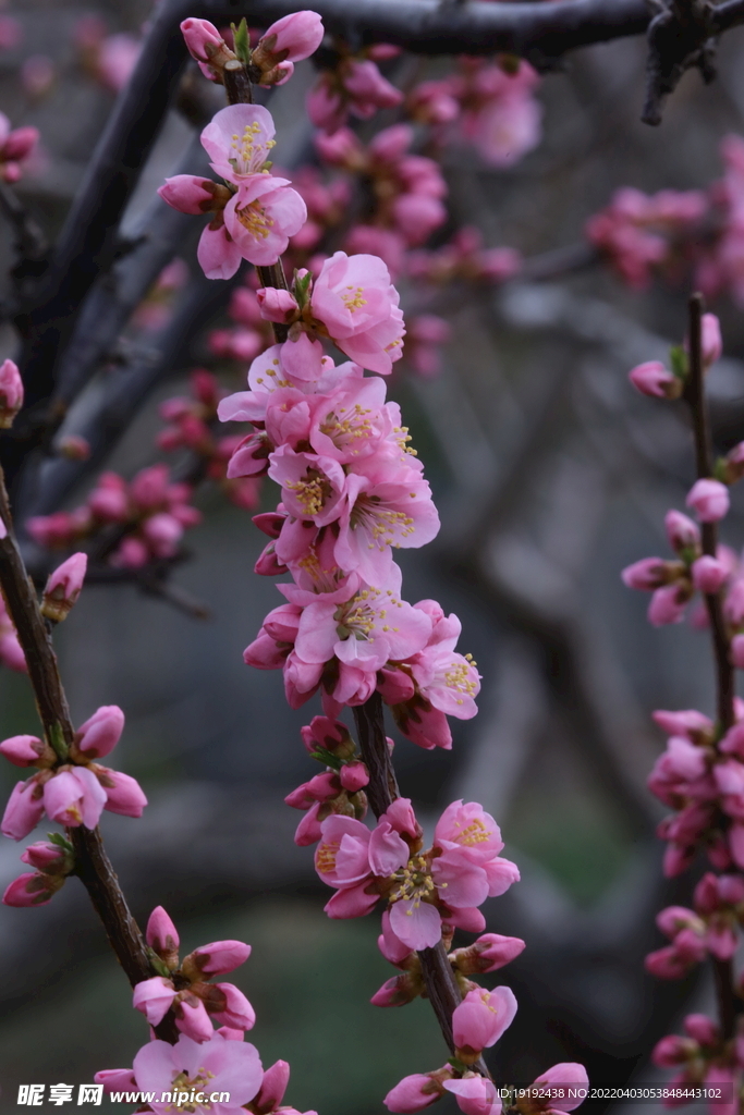桃花 