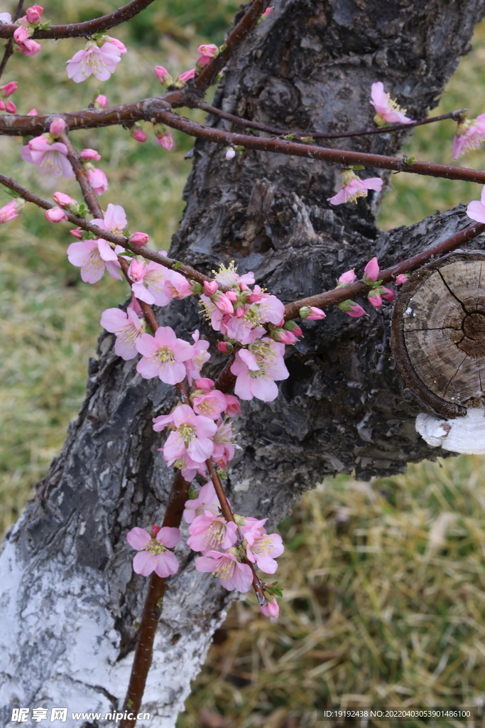 桃花