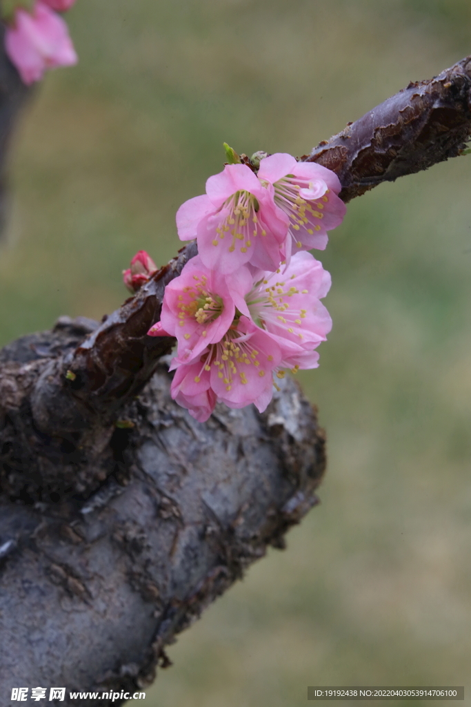桃花 