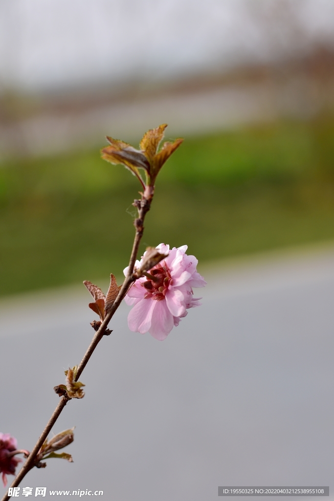 红花绿叶  摄影  尼康  春