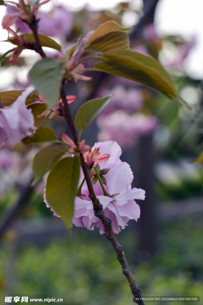 花摄影 