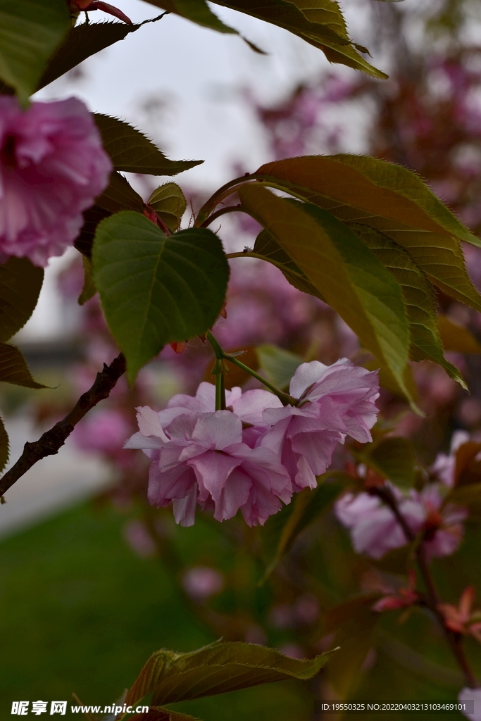 花素材 