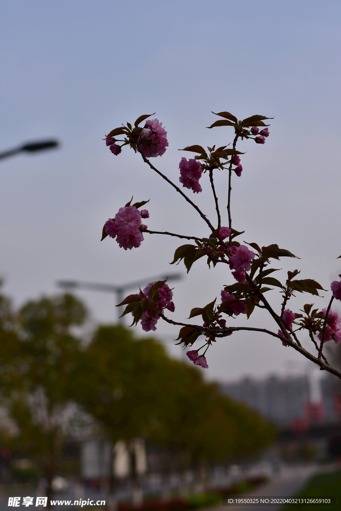 花 