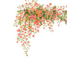 月季花