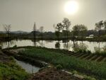 油菜花田农田乡村田间地头
