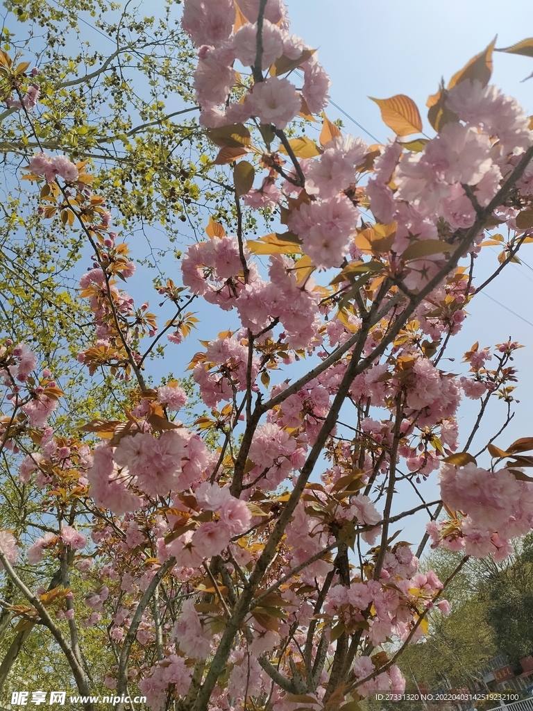 樱花晚樱日本晚樱花卉植物绿植树