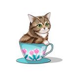 茶杯猫            