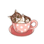 茶杯猫            