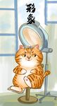  萌主猫           