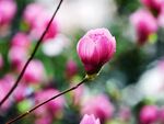 玉兰花