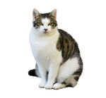 猫咪免抠
