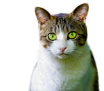 猫咪免抠