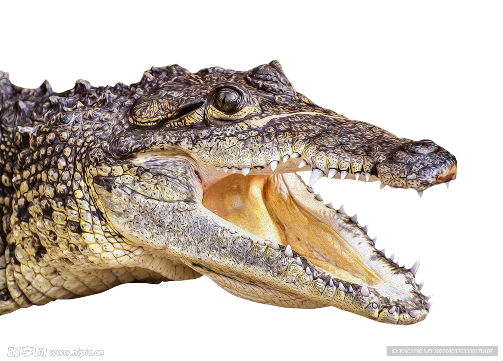 鳄鱼免抠