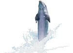 海豚免抠
