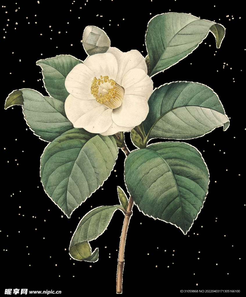 花