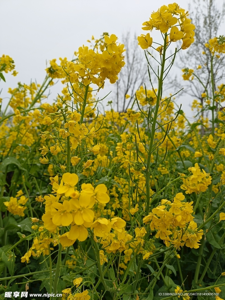 油菜花