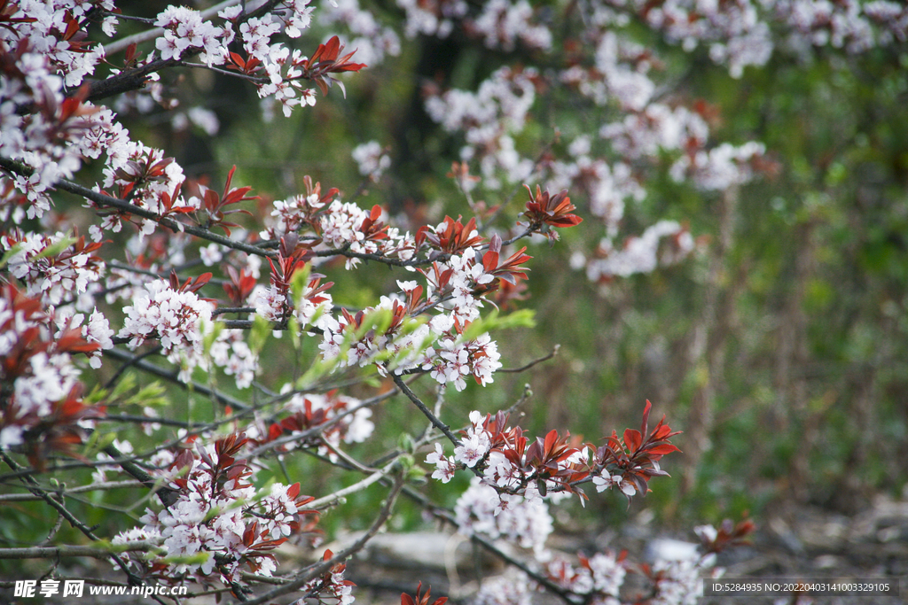 春天的李树